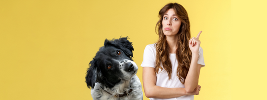 chien tourne la tête vers sa maitresse qui lève le doigt