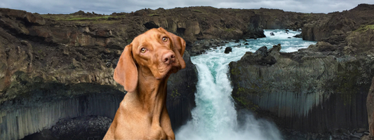 un chien devant une cascade d'eau nous regarde de façon interrogatoire