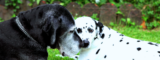 un dogue allemand noir avec un chiot blanc et noir