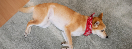 un chien est allongé sur un tapis il a un banda rouge autour du cou