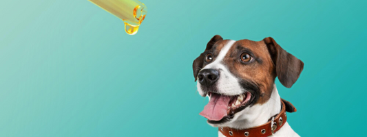 Chien attend de prendre son huile de Carebd en pipette