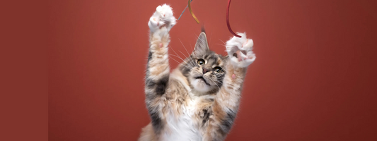 un chat joue avec des ficelles il est sur ses pattes arrières