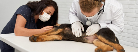 deux vétérinaires auscultent un jeune berger allemand