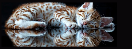 un chat tigrés roux dort sur un miroir sur fond noir
