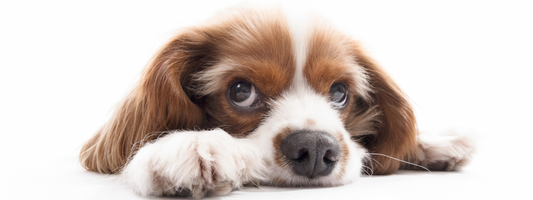 un king Charles fait la tête