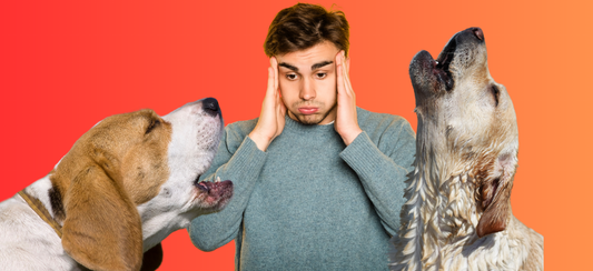 deux chiens hurlent , un homme est au milieu il se tient les tempes