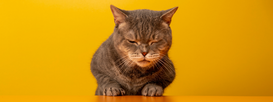 un chat dort dans un fond jaune