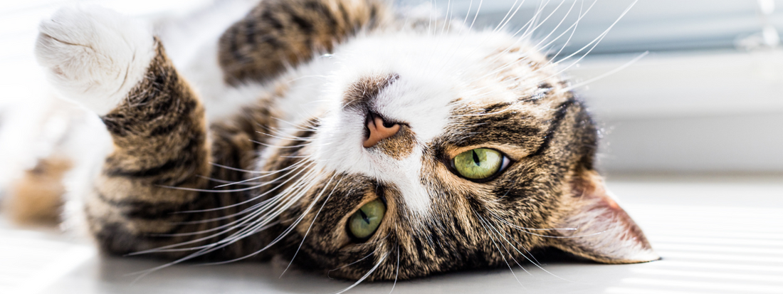 chat crise épilepsie