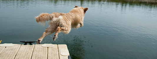 un chien saute dans un étang