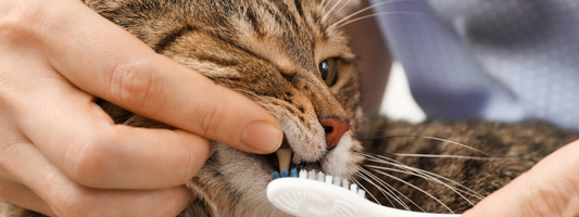 un chat se fait brosser les dents