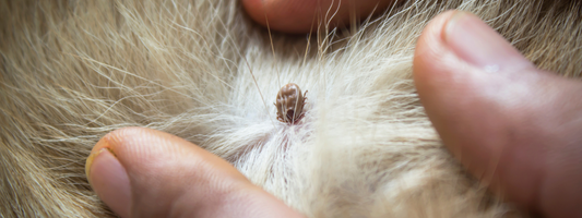 une tique dans une fourrure d'un chien