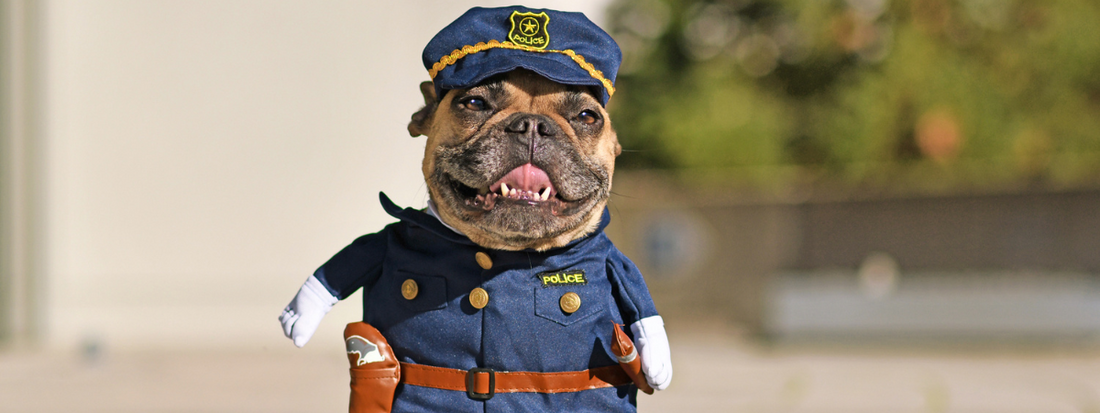 un chien déguisé en policier