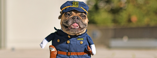 un chien déguisé en policier