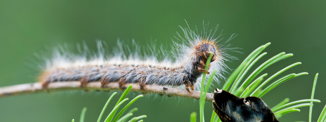 un chien renifle une chenille