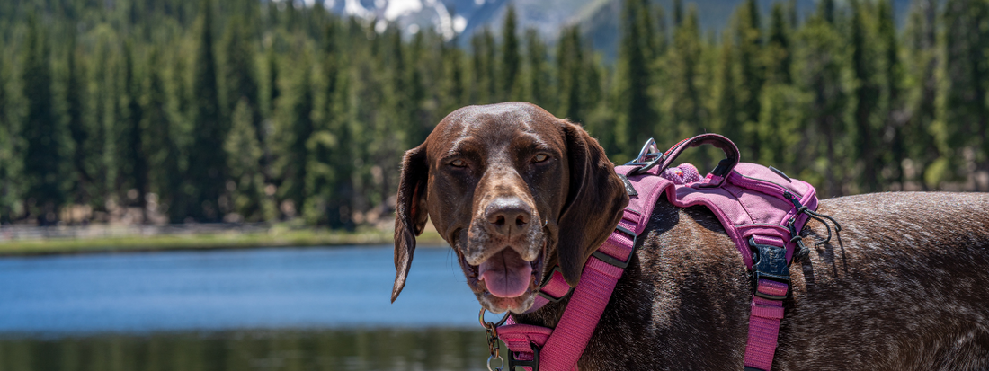 un chien devant un lac de montagne