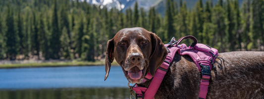 un chien devant un lac de montagne