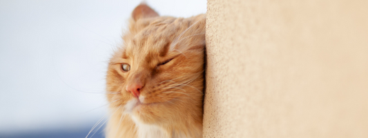 un chat roux se frotte à u mur