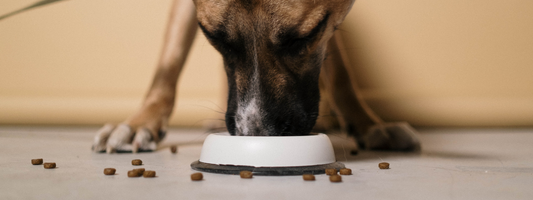 Prévenir la torsion d’estomac chez le chien Alimentation et Usage