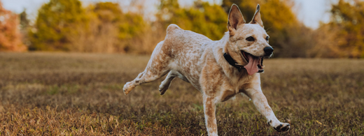 un chien qui court dans un champ, il est heureux