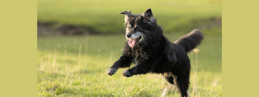 un vieux chien saute dans une prairie