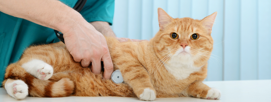 chat roux en osculation vétérinaire