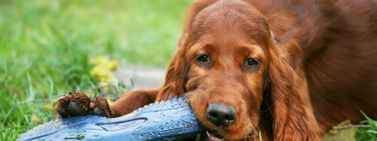 un cocker mordille une sandale