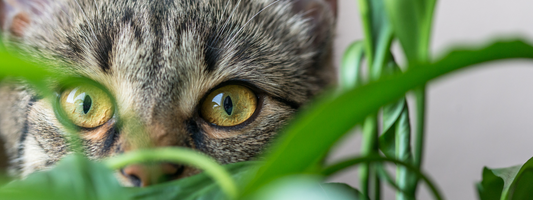 Plantes Non Toxiques Pour Les Chats : Nos 10 Chouchous Green