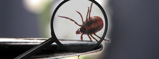 une tique en gros plan a travers une loupe