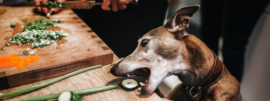 un chien vole un tranche de courgette sur la table de la cuisine