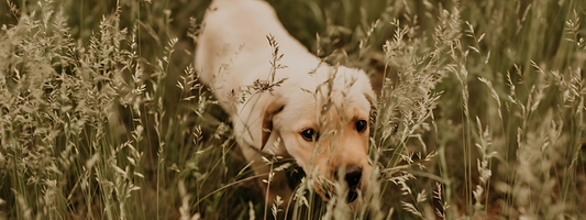 chiot labrador crème qui marche dans de longues herbes