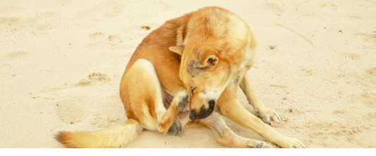 un chien qui se gratte sur une plage