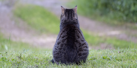 Pourquoi Ton chat te déteste en secret : la vérité va te choquer