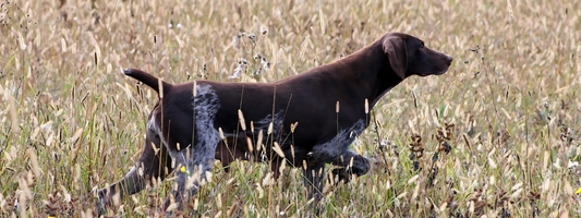 un chien de chasse marque l'arrêt dans un champ
