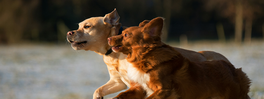 deux chiens de côté courent ensemble