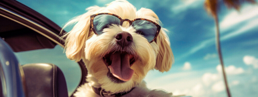 chien heureux avec  des lunette de soleil dans une voiture décapotable