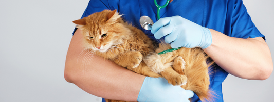 un chat roux malade dans les bras d'un vétérinaire