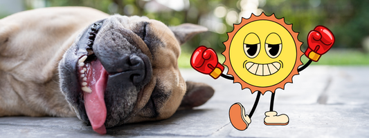 un chien ko par le soleil boxeur