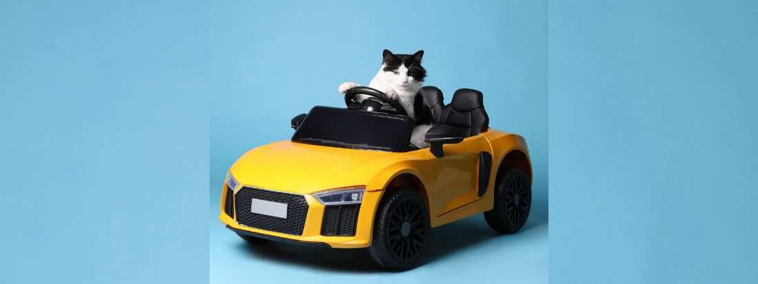 CBD pour chien et chat : apaiser le mal des transports naturellement