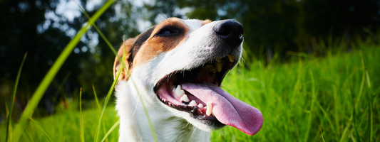 un jack Russel qui respire fort dans une prairie