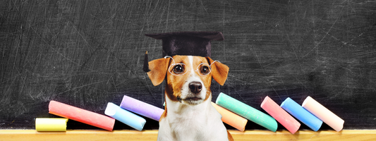 un chien avec un chapeau de diplômé devant un tableau noir