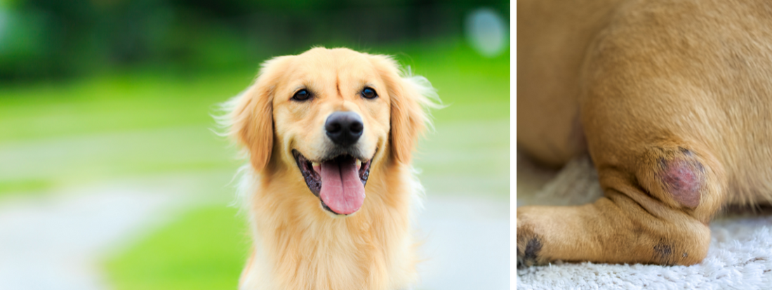 une image scindée en deux a gauche un Golden à droite une tumeur sur sa patte