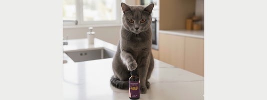 CareBD  essentiel peut-il aider un chat atteint du coryza ?