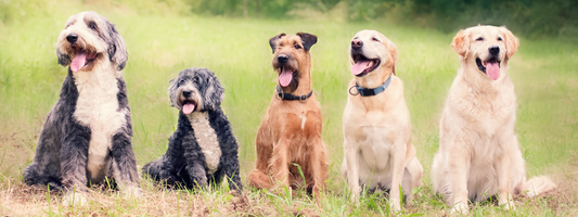 5 chien assis dans un parc