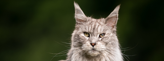 un gros plan de la tête d'un Maine coon