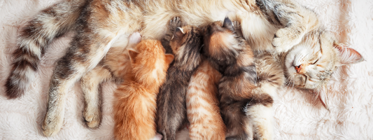 une chatte allaite ses chatons