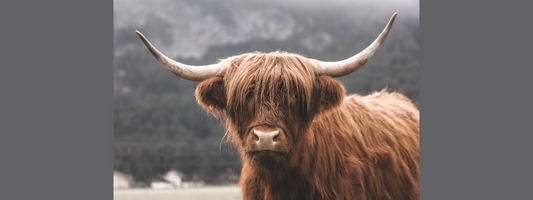 Pourquoi mon chien mange-t-il de l’herbe ?