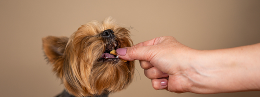 Pancréatite chez le chien : comprendre, soigner et prévenir naturellement