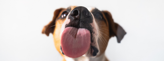 un chien leche une vitre