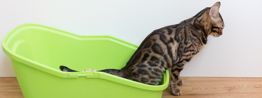 chat fait pipi dans sa caisse