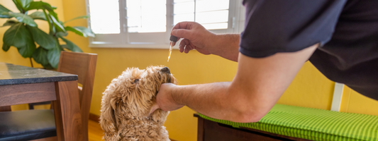 CBD et inflammation chez le chien : comprendre et agir naturellement